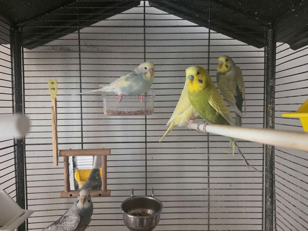   Perruchons de l'année 