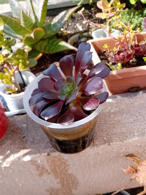 PLANTES A GOGO + POTS DE FLEURS A PARTIR DE3 EUROS 3 St Mitre (13)