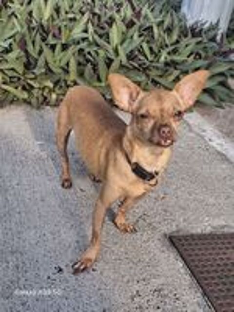   COCO, un chien sympa 