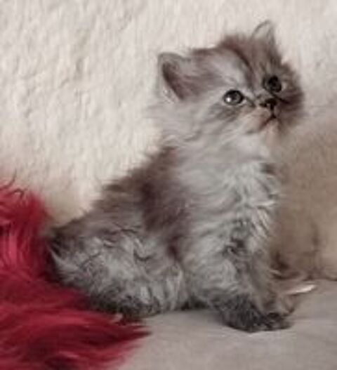   à réserver 8 chatons sibérien 