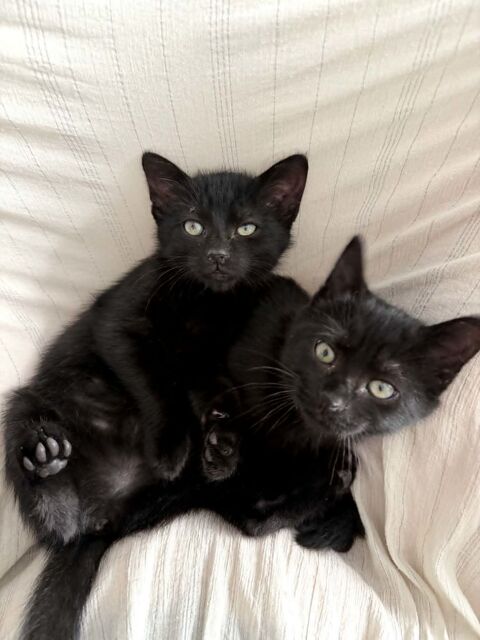 Colette & Selma 2 chatonnes sociables ok chats et chiens. 180 75010 Paris