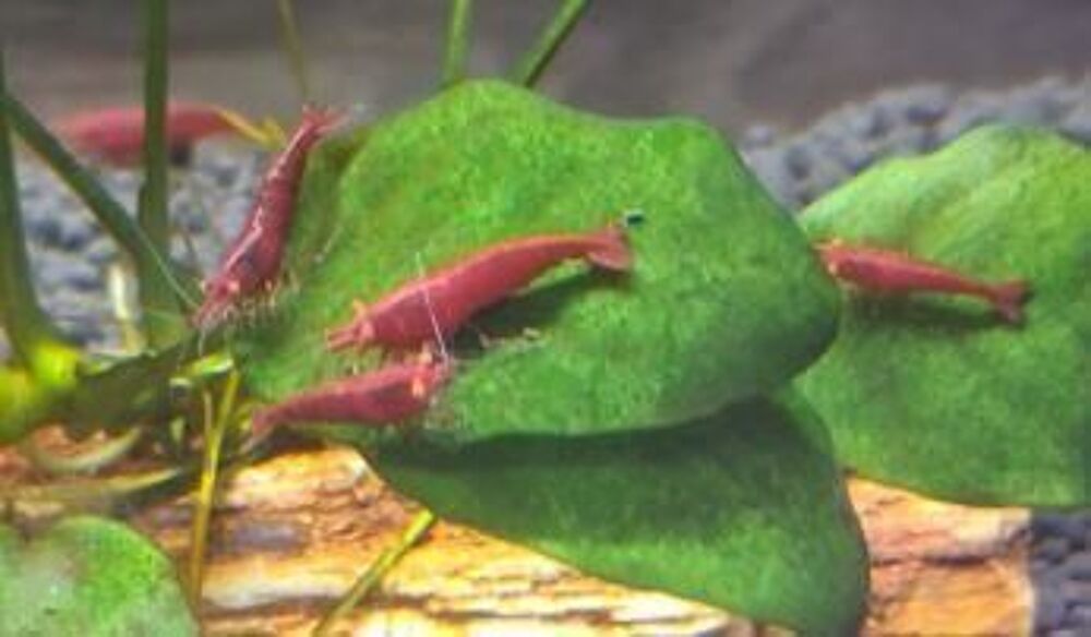   CREVETTES BLOODY MARY OE 