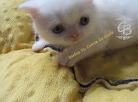   British shorthair  