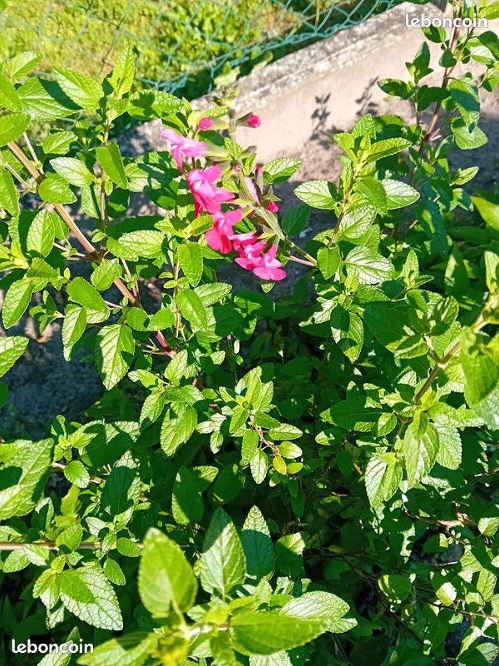 Sauge rose fushia Jardin