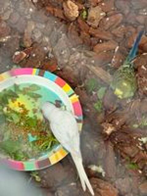   Perruche Ondule Mle Blanc et Bleu 