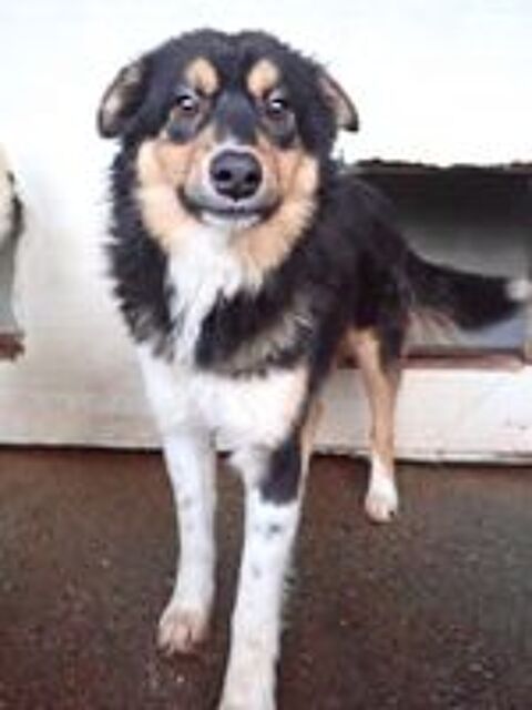   Goody à l'adoption 