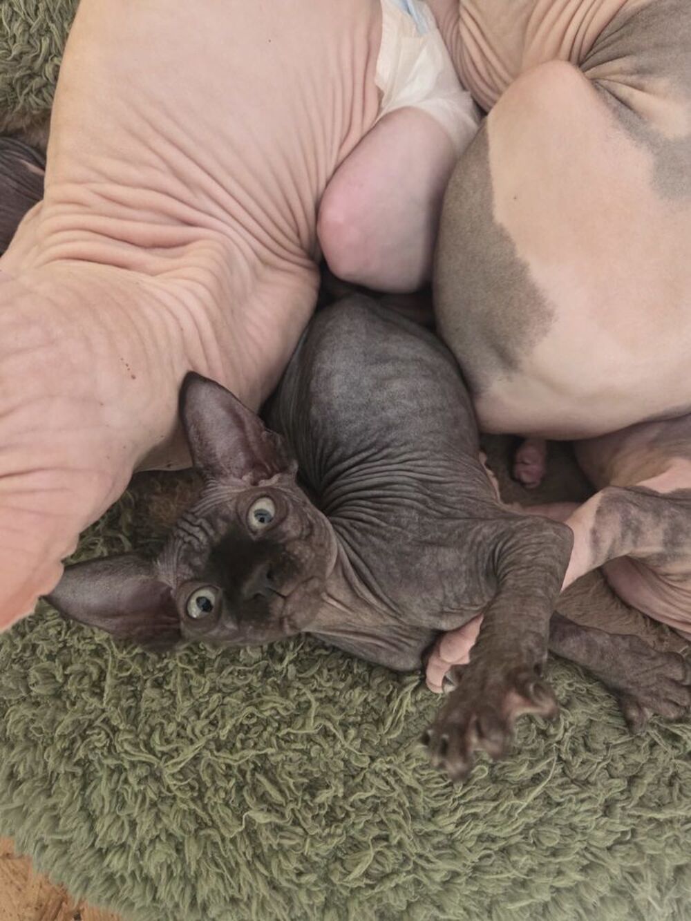   Chatons mâles sphynx et elfe 