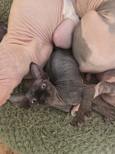 Chatons m&acirc;les sphynx et elfe 1200 95130 Franconville