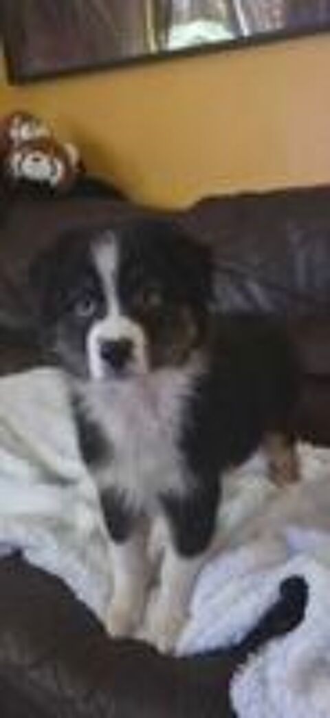   chiot berger australien disponible 