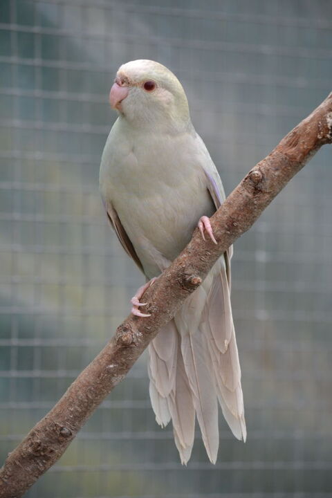 Kakariki Bleu femelle  2025. 40 86190 Quin�ay