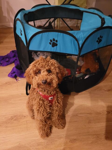 Caniche don contre bons traitements et amour inconditionnel 0 94360 Bry-sur-marne