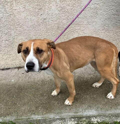 ASIA, type berger, 2 ans (OK chats) 200 34500 Bziers
