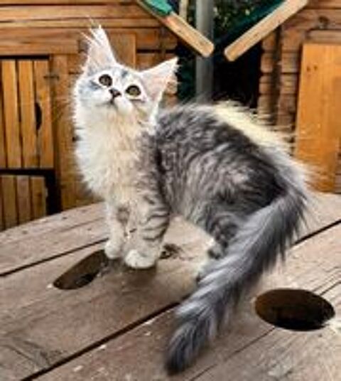   Magnifique femelle Maine Coon LOOF 