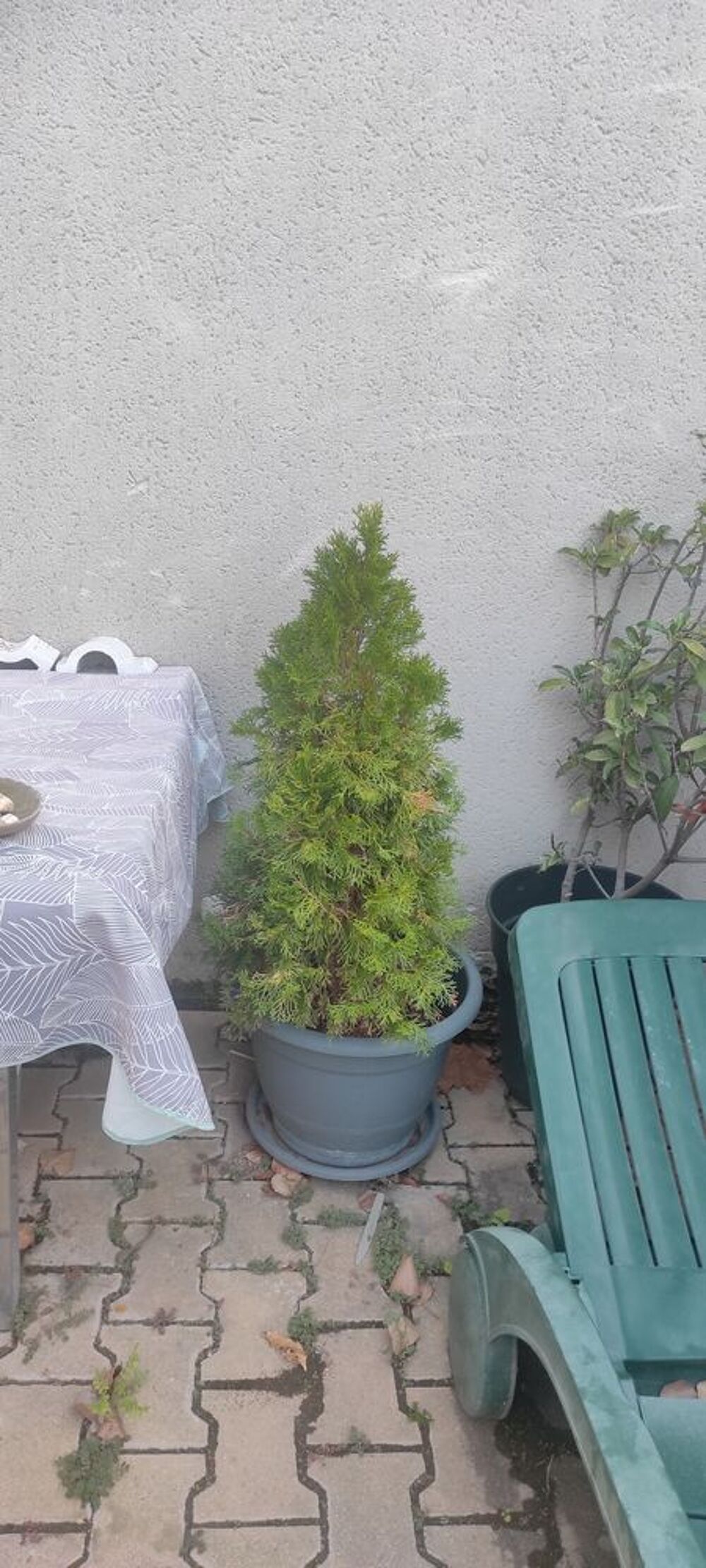 plantes int&eacute;rieures et ext&eacute;rieures + aquarium Jardin