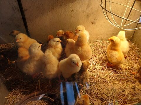 Poussins de 6 jours 3 62260 Auchel
