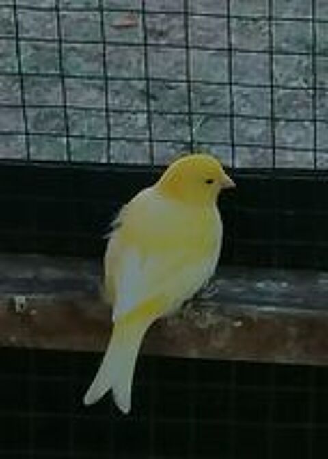   Canari  