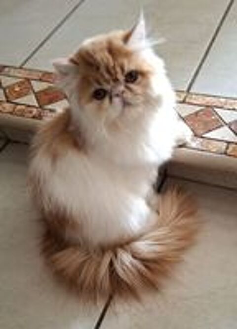   CHATONS PERSAN  DISPONIBLES DE SUITE 