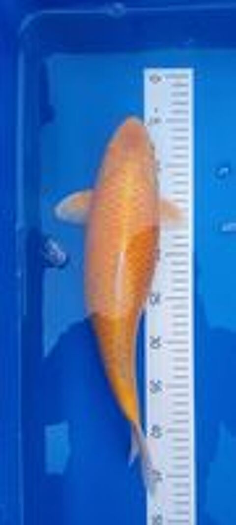   CARPE KOI 