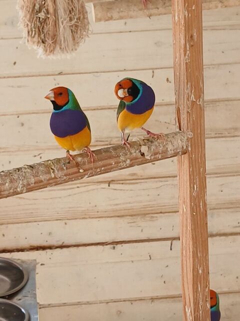 &Eacute;change diamant gould 0 34290 Valros