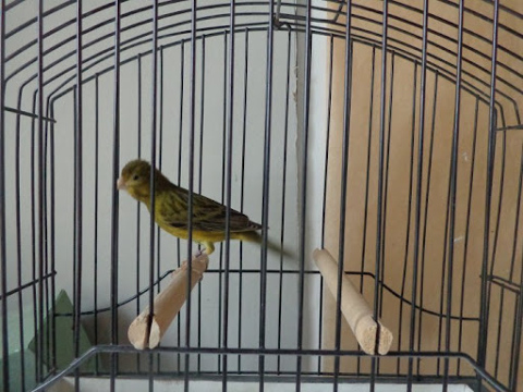 Canaris Raza Espagnole 2025
25 40000 Mont-de-marsan