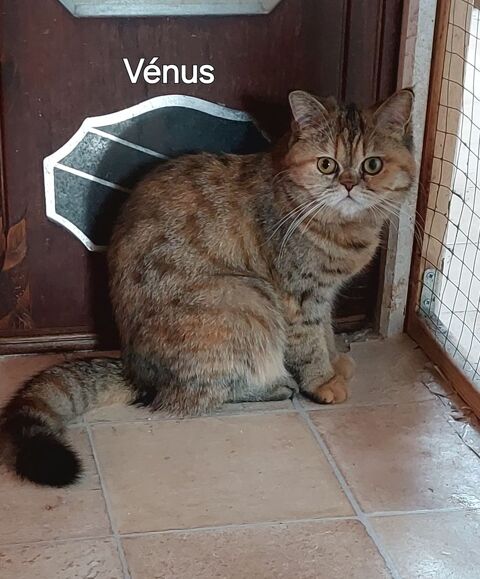 Superbe petite exotic shorthair 300 95500 Le thillay