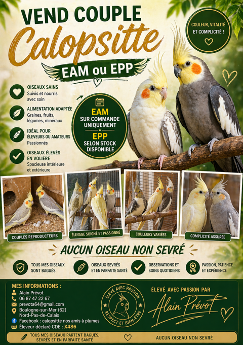 Calopsites 0 62200 Boulogne-sur-mer