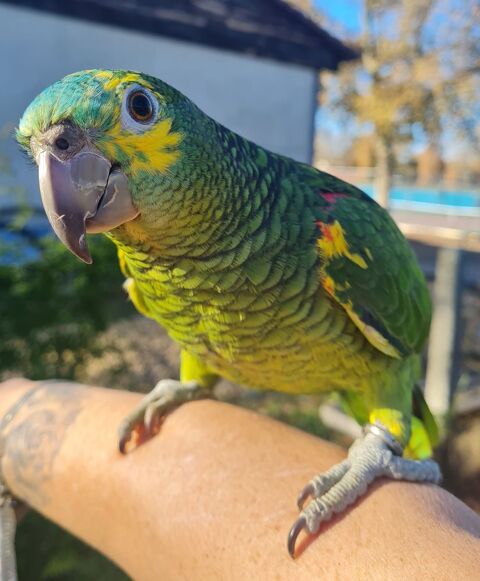 femelle amazone a front bleu 550 40000 Mont-de-marsan