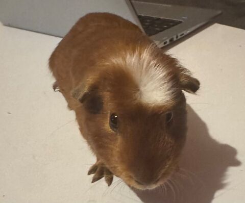 2 cochon d'Inde m&acirc;le 40 93330 Neuilly-sur-marne