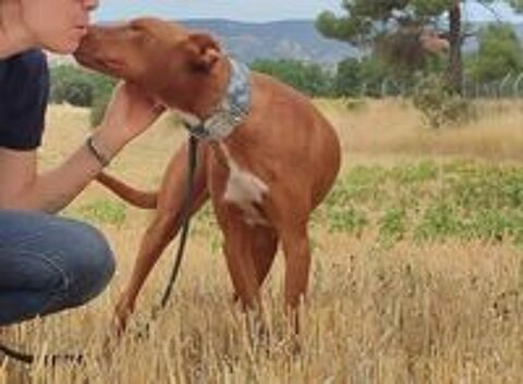   FUTUR, Podenco mâle, 2 ans et demi 