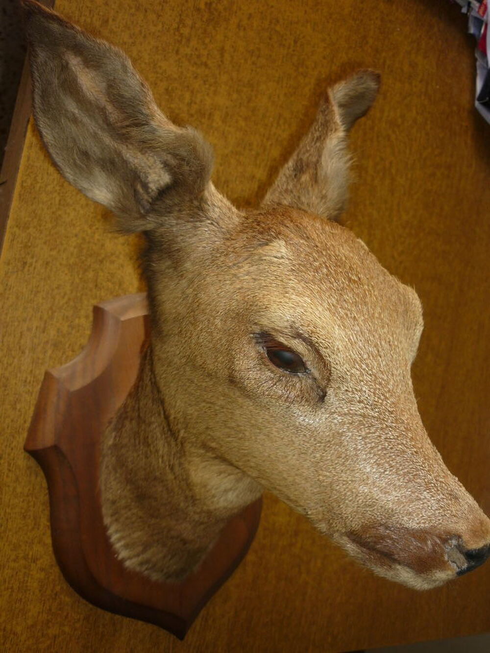 T&ecirc;te de biche naturalis&eacute;e Décoration