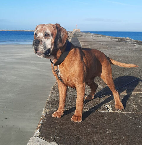 Bibou, très affectueux croisé Boxer 180 50100 Cherbourg-en-cotentin