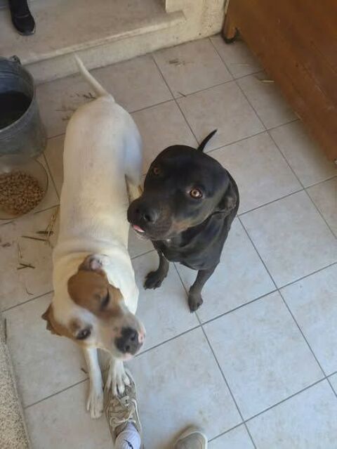 Chien BAGHERRA &agrave; l adoption 250 84100 Orange