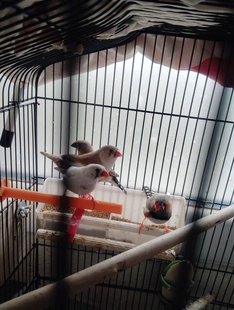 Grande+Cage+avec+pied+a+roulettes,+avec+4+mandarins 100 44100 Nantes