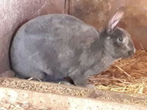   Lapin rex 