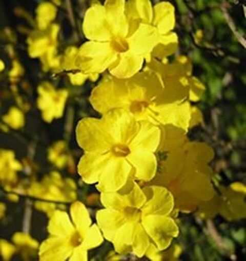 plein de plantes  robustes entre 1 et 7� en moyenne 1 Maisons-Alfort (94)