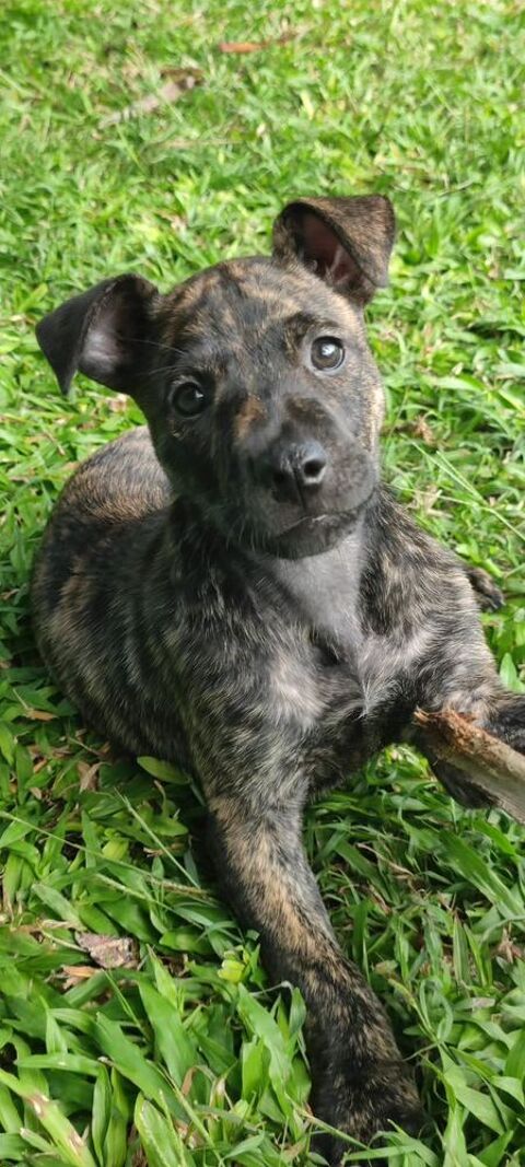 Billie, femelle X berger n&eacute;e le 24/10/2025 300 67000 Strasbourg