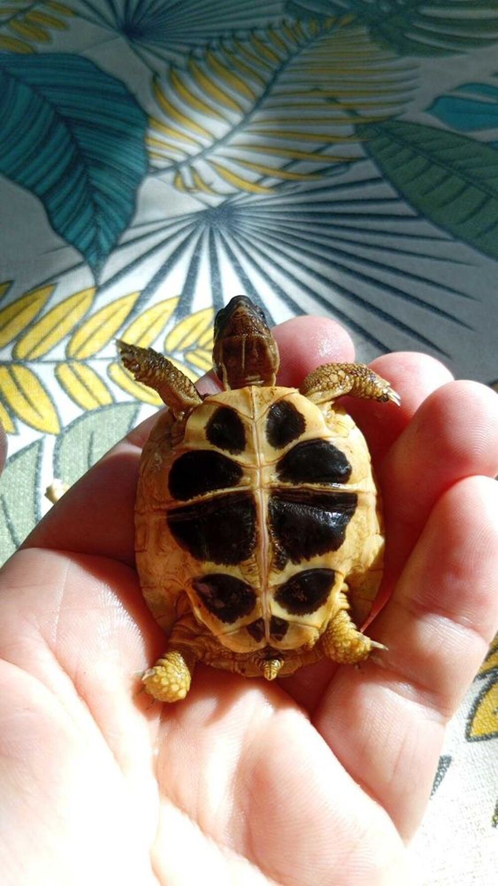 B&eacute;b&eacute; Tortues Electroménager