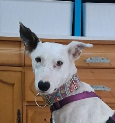 JUAN 300 27620 Gasny