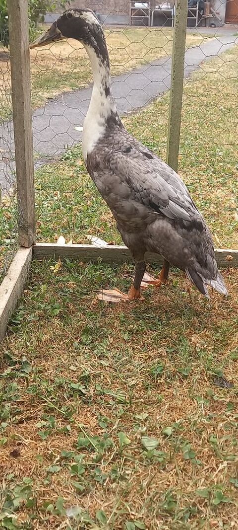 Canard et cane coureur indien 15 59310 Auchy-lez-orchies