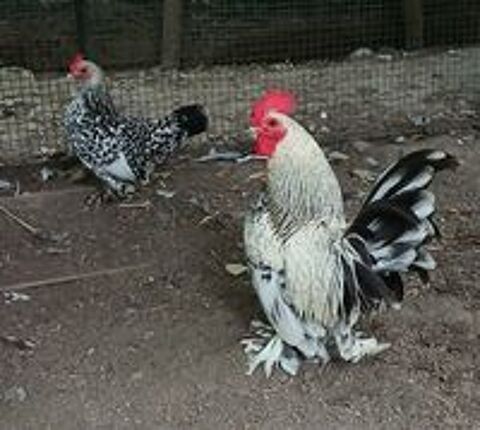   Poule et coq Sabelpoot 