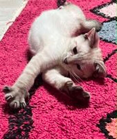   Melchior un petit bout tout chou  