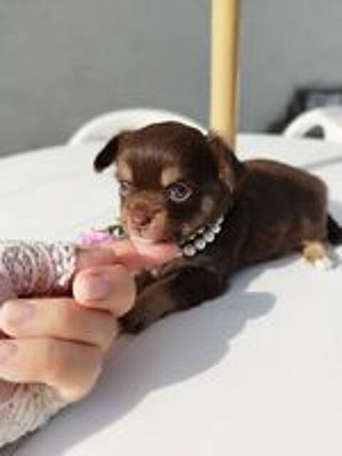   Chihuahua Mâles poil long chocolat et tan  