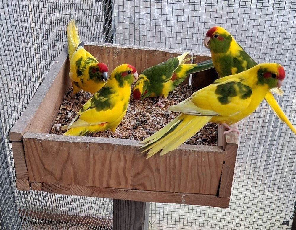   kakariki 