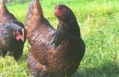   Oeuf fécondé, poussin ,poule, coq Barnevelder 