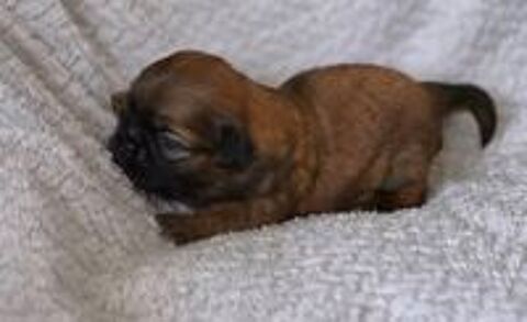   A réserver magnifiques chiots shih tzu lof 