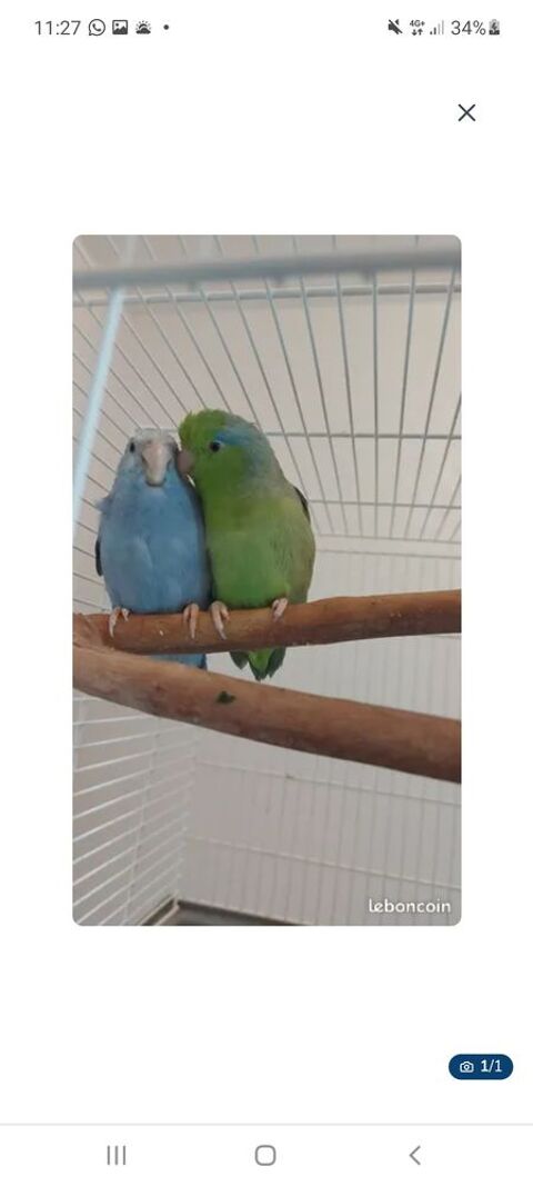 Couple reproducteur toui celeste
100 31500 Toulouse