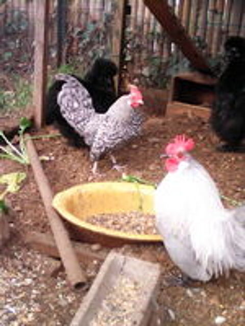   oeufs fécondés 