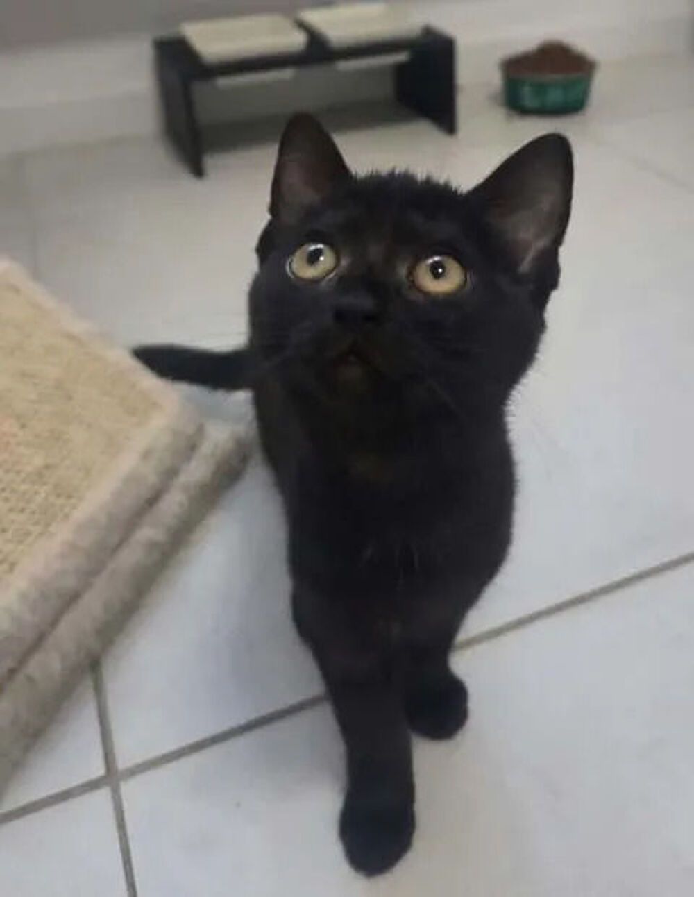   Ares chaton noir 2 mois adorable cherche famille 