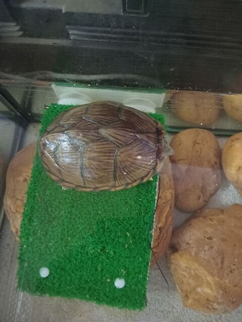 tortue aquatique 150 81430 Le fraysse