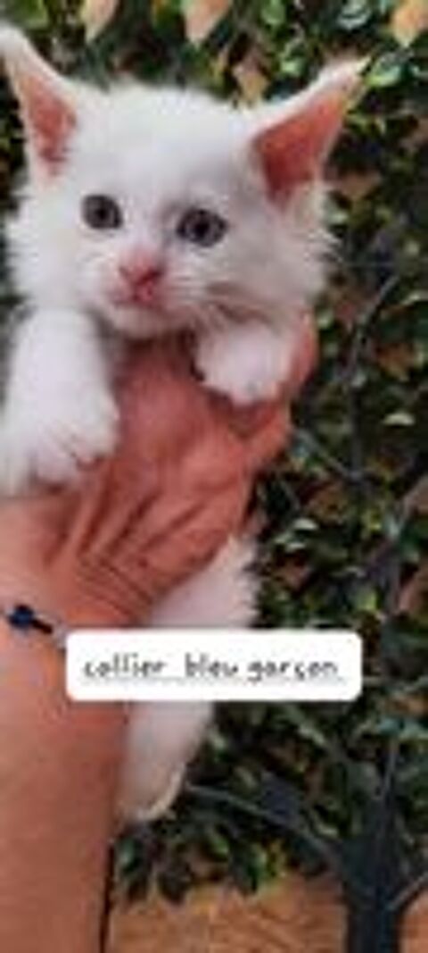  Avendre adorables chatons Maine coon  
